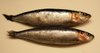 20080930_sardine_011_3